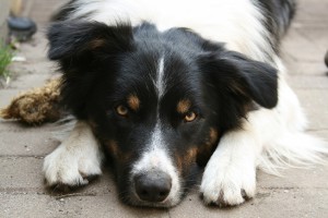border-collie-op-wacht-69415.jpg