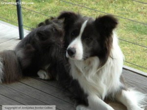 border-collie-watermarked-1218796345.jpg