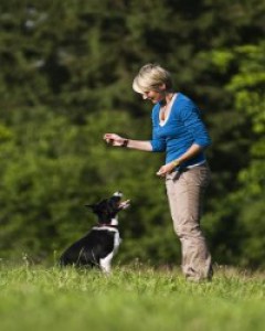 border-collie-obedience-training.jpg