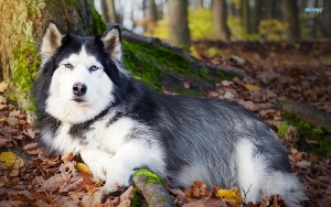 siberian-husky-16079-1680x1050.jpg